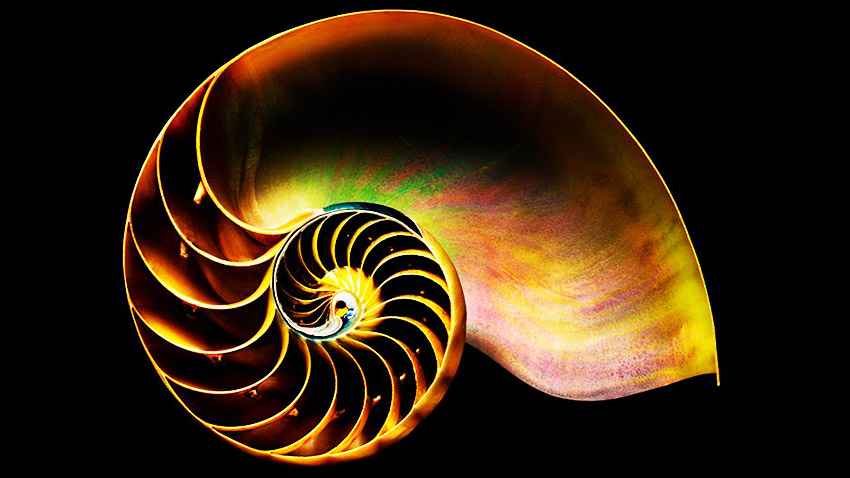 تاریخچه تحلیل فیبوناچی در بورس